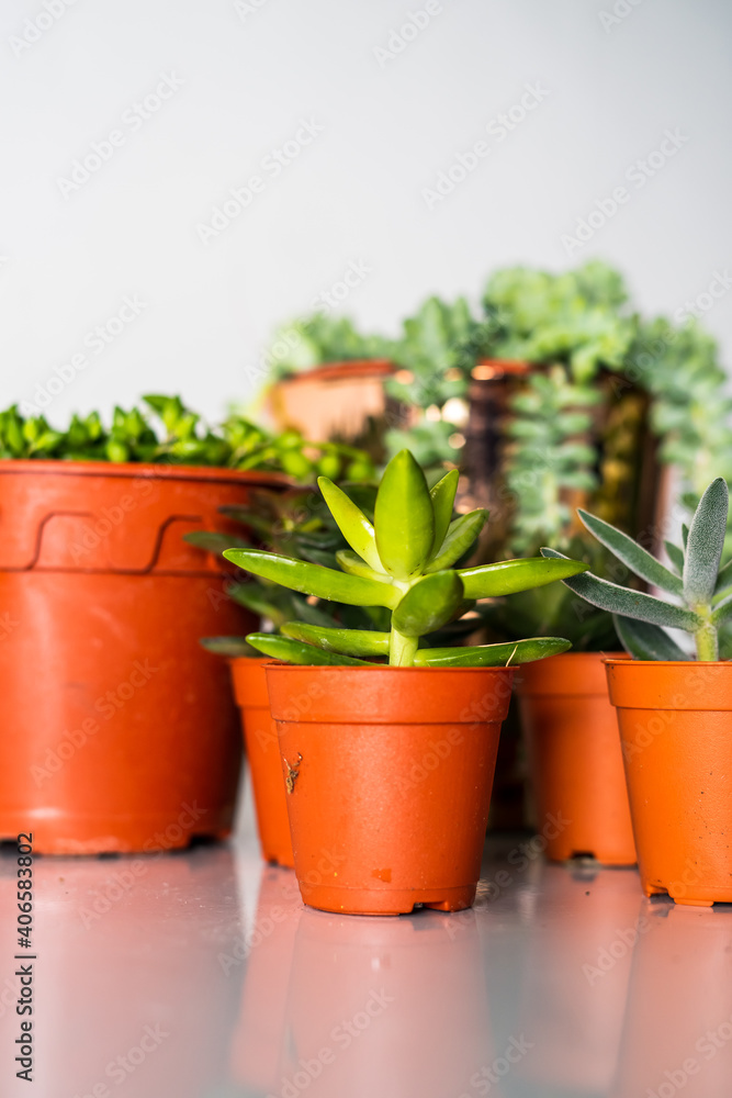 Succulents in different pots on the white background. Scandinavian hipster home decoration Succulents in different pots on the white background. Scandinavian hipster home decoration