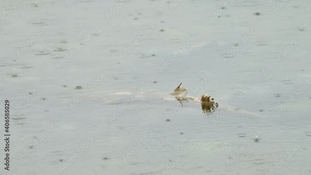 Dead chum salmon. This epic journey also called as salmon run, when salmons migrate back from the ocean to the river where they were born to lay their eggs and complete their life cycle.
