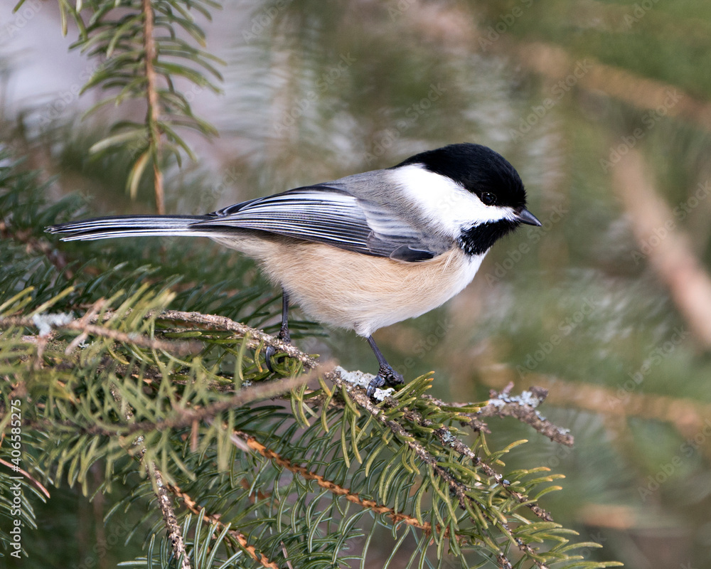 Chickadee Stock Photos. Close-up profile view on a fir tree branch with a blur background in its environment and habitat, displaying grey feather plumage wings and tail, black cap head. Image. Chickadee Stock Photos. Close-up profile view on a fir tree branch with a blur background in its environment and habitat, displaying grey feather plumage wings and tail, black cap head. Image.