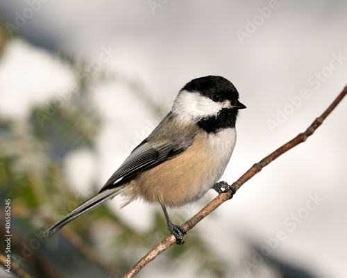 Chickadee Stock Photos. Close-up profile view on a tree branch with a blur background in its environment and habitat, displaying grey feather plumage wings and tail, black cap head. Image. Picture.