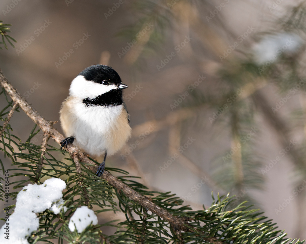 Obraz premium Chickadee Stock Photos. Close-up profile view on a fir tree branch with a blur background in its environment and habitat, displaying grey feather plumage wings and tail, black cap head. Image. 