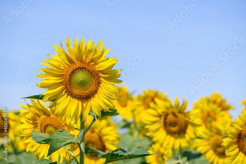 Beautiful sunflower field on summer with blue sky  at Lop buri