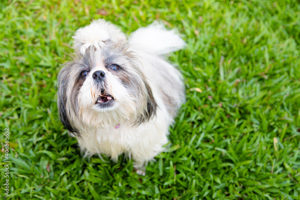 Lovely Female Shih Tzu dog on lawn Lovely Female Shih Tzu dog on lawn