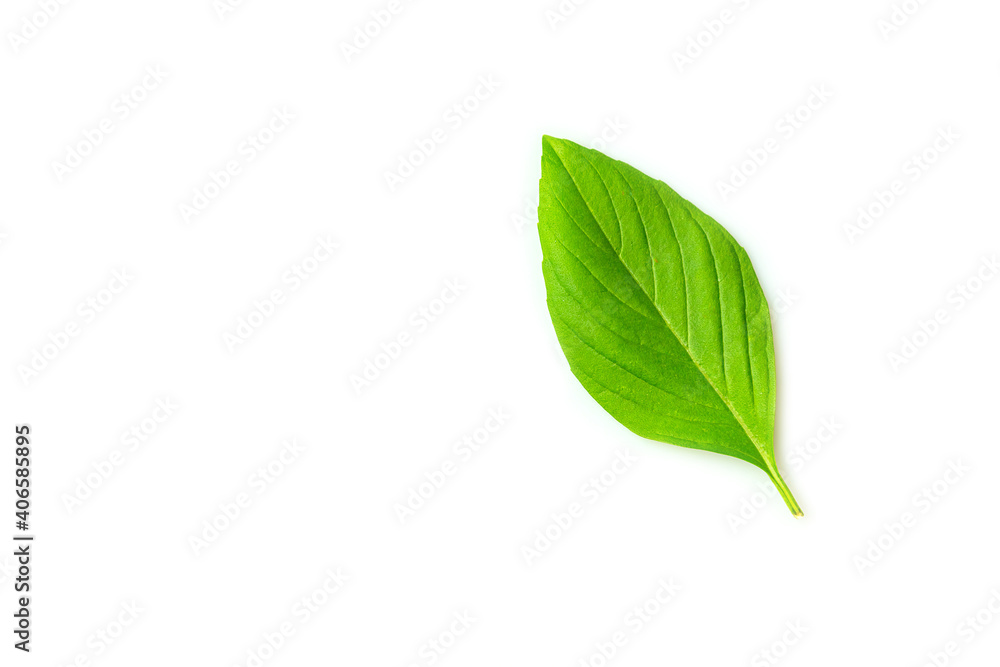 Fresh basil leaf isolated Fresh basil leaf isolated