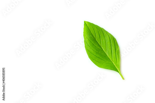 Fresh basil leaf isolated