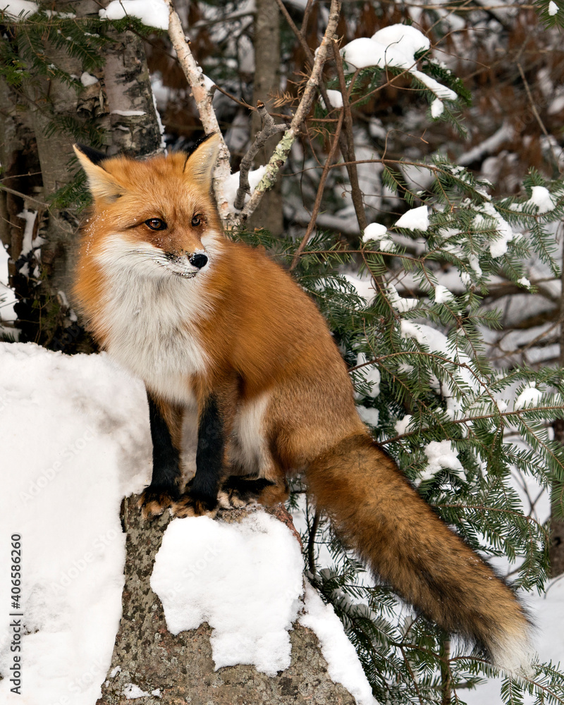 Naklejka premium Red Fox Stock Photos. Red fox close-up profile view sitting on a rock in the winter season in its habitat with snow background displaying bushy fox tail, fur. Fox Image. Picture. Portrait.