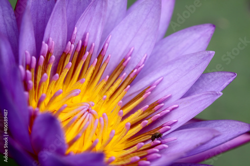 close up of purple flower