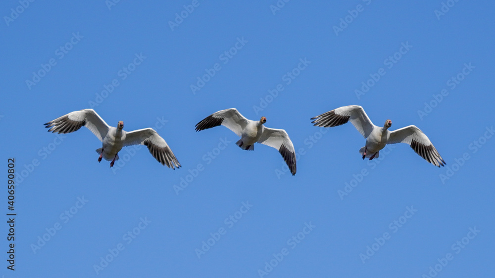 Fototapeta premium Snow geese flying in synchronized flight formation during winter migration