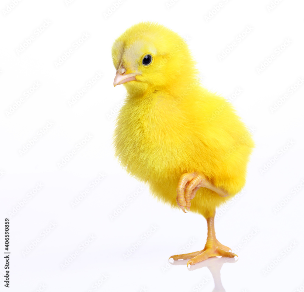 baby chicken baby chicken
