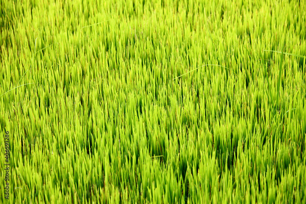 rice paddy field. rice paddy field.