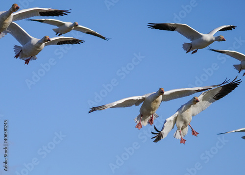 Snow geese nearly clash but manage to align formation 2 of 2