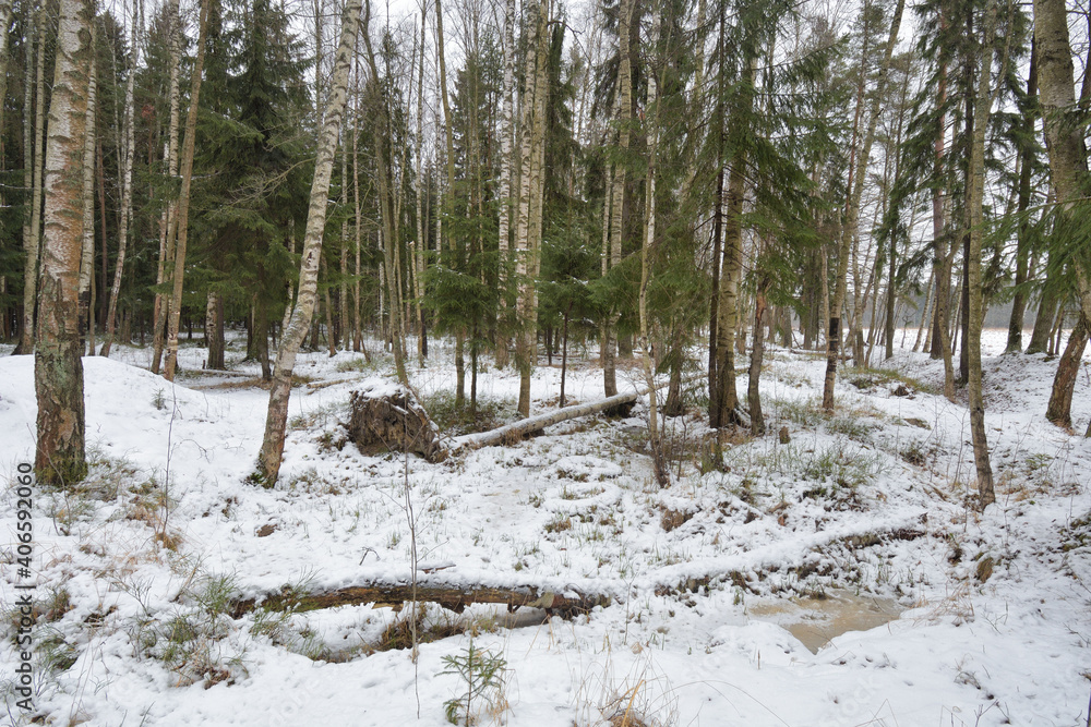 Winter landscape in the forest.