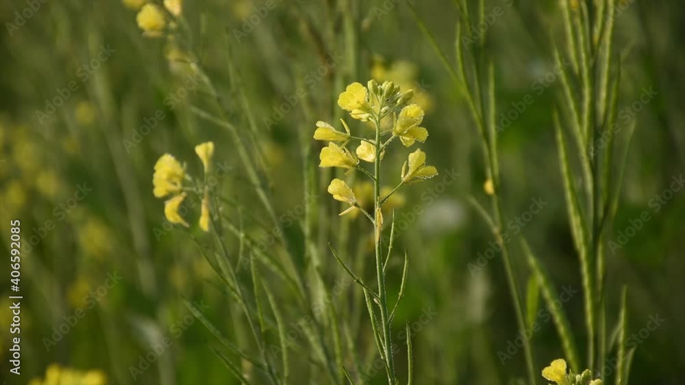 Very beautiful bright yellow mustard flowers are loaded with dew drops in the morning in wintertime in India Very beautiful bright yellow mustard flowers are loaded with dew drops in the morning in wintertime in India