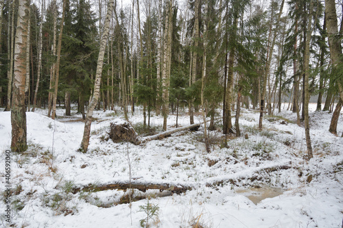 Obraz na płótnie Winter landscape in the forest. w salonie