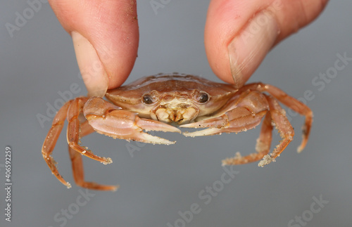 Gemeine Schwimmkrabbe - Flying crab