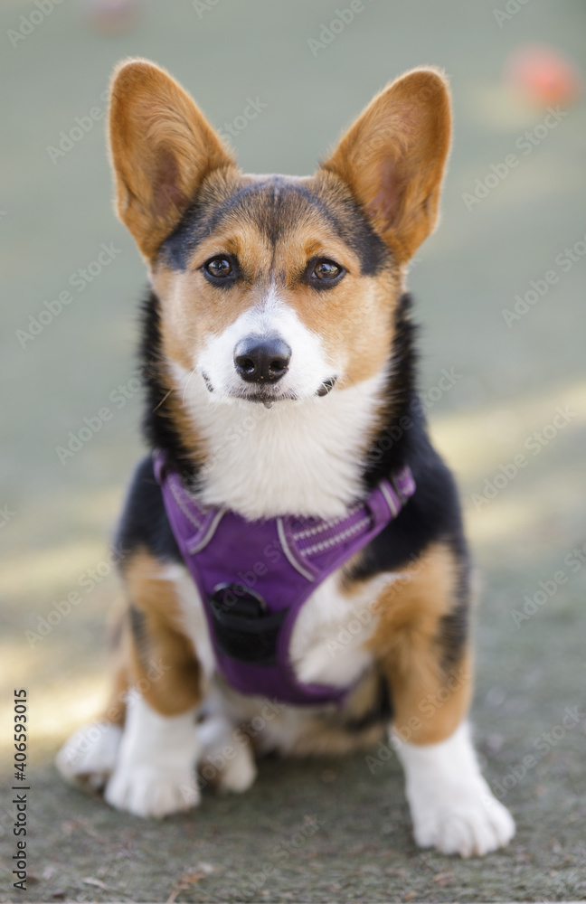 Red Headed Tricolor Pembroke Welsh Corgi Puppy. Off-leash dog park in Northern California.