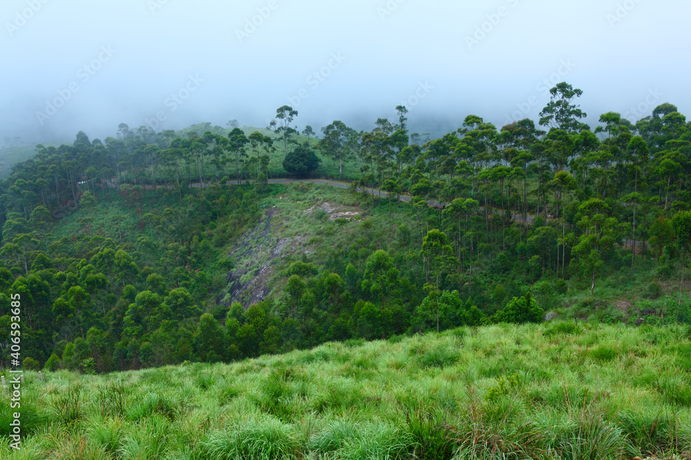 Tea field in munnar kerala, India