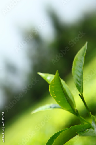 Tea bud and leaves. Tea plantations  Kerala  India