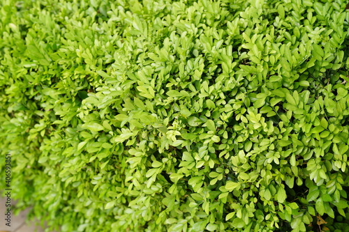 Green Bushes Shrub Texture