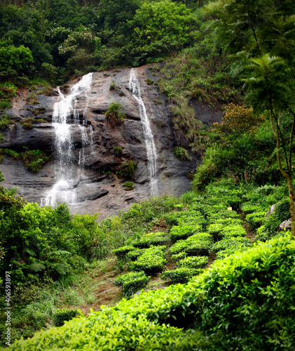 Tea plantations with water fall in Munnar  Kerala  India  Tea estate tea estate