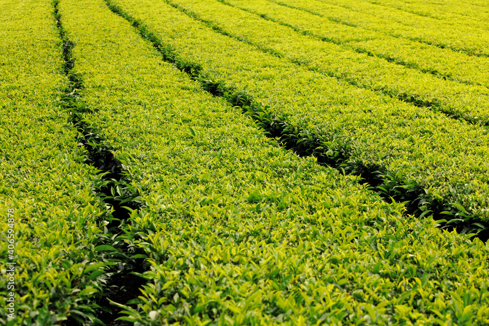 Tea field in munnar. kerala, India