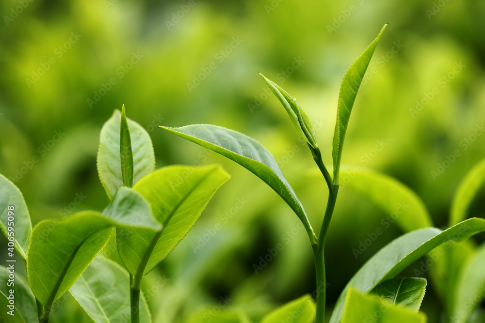 Tea bud and leaves. Tea plantations, Kerala, India