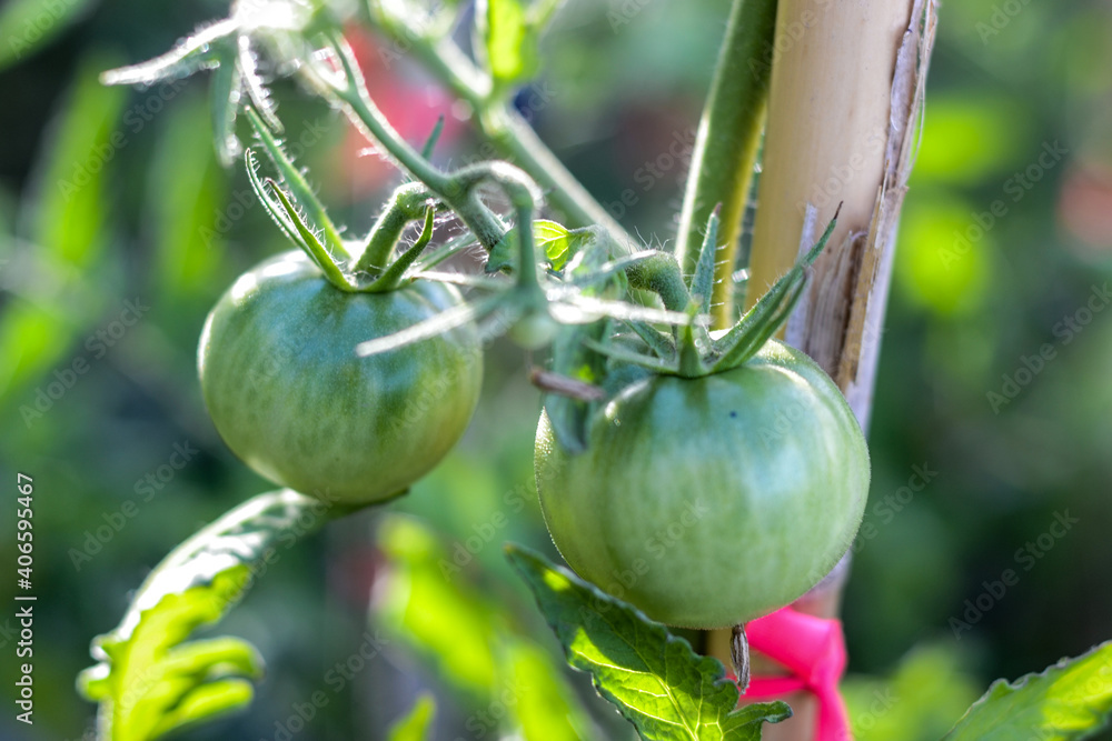 growing green tomatos
