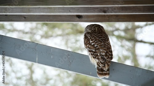 Barred owl - strix varia perched on a fence