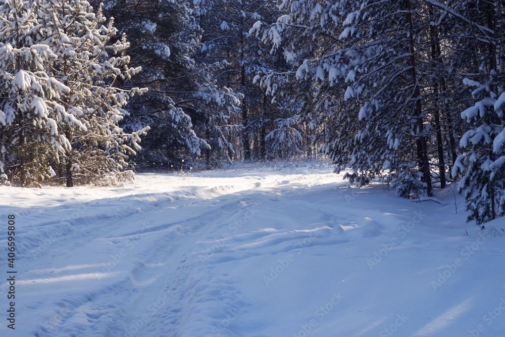 Fototapeta premium A path in the winter forest after a snowfall.