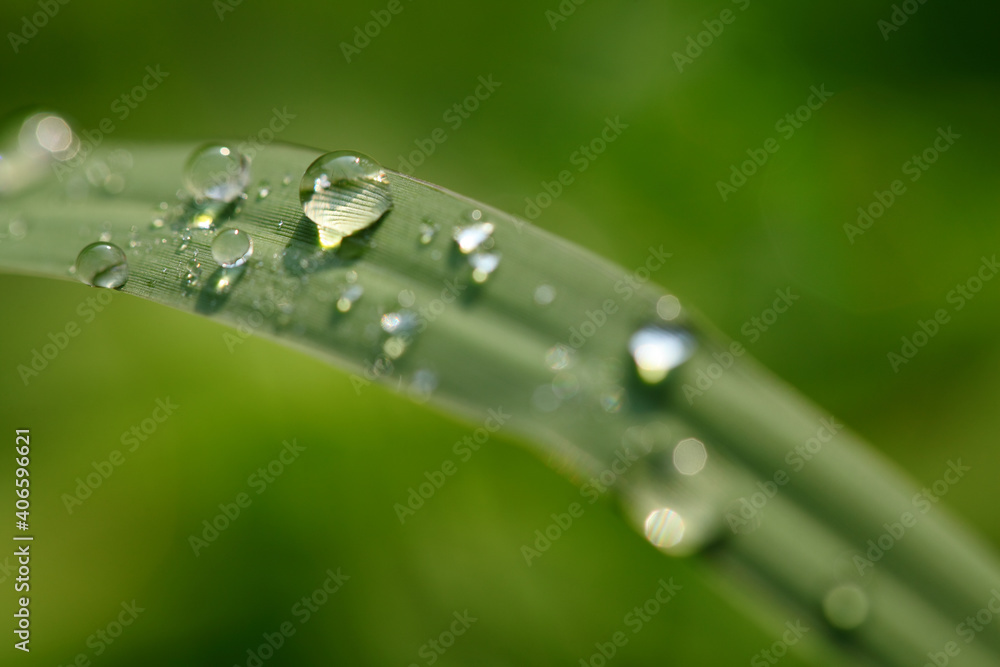 water drops on a grass water drops on a grass