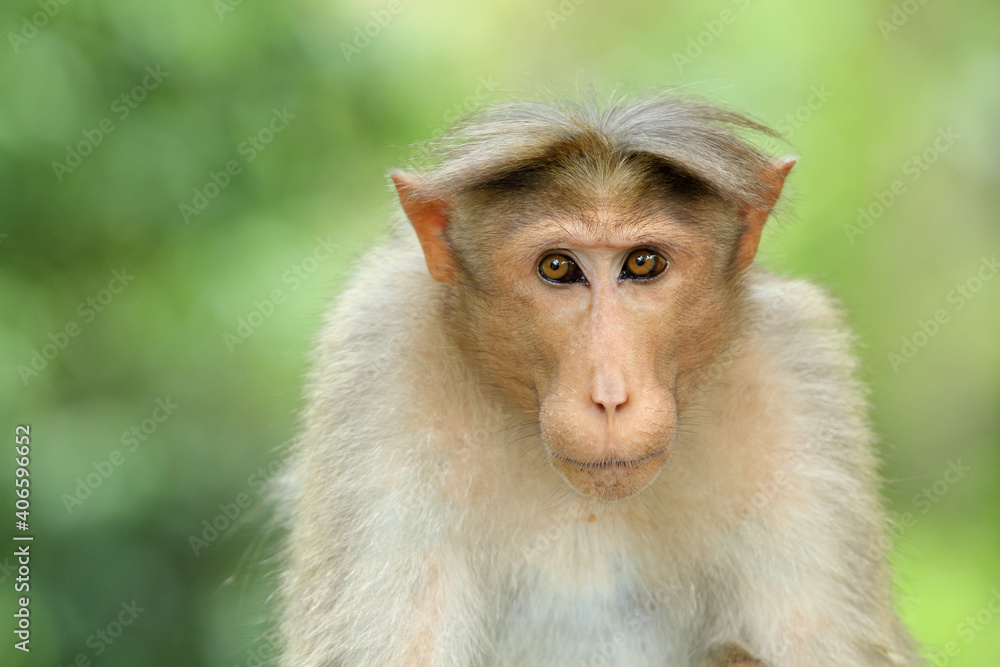 Monkey In India. Monkey In India.