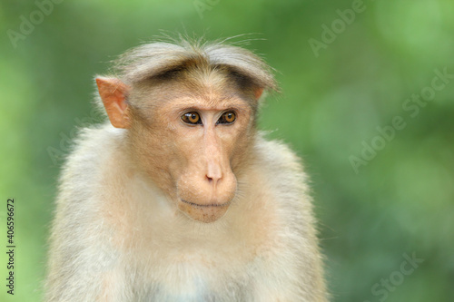 Photography Monkey In India.