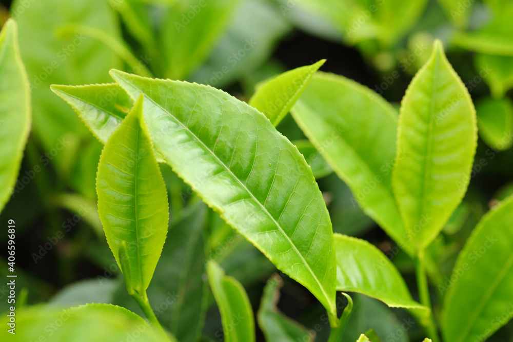 Fototapeta premium Tea Leaf with Plantation in the Background