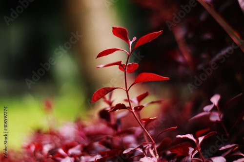 Red Leafs with defocused background