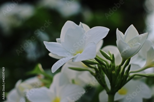 White Flowers with defocused background