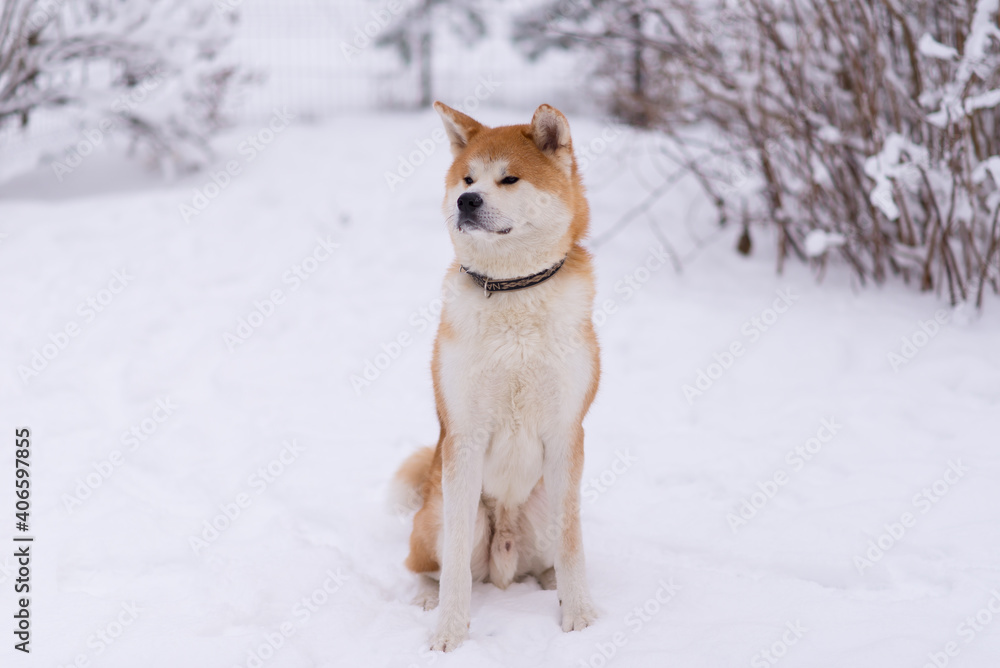 akita inu dog portrait n the jard, winter background