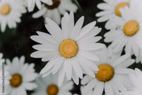 daisies