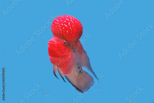 A Colorful of Crossbreed cichlid on isolated blue background. it is a man-made hybrid result of various cross-breeding of South America cichlids. it is so cute and funny fish.