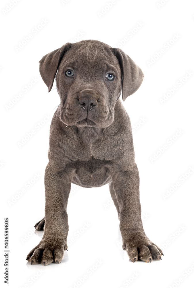 puppy cane corso