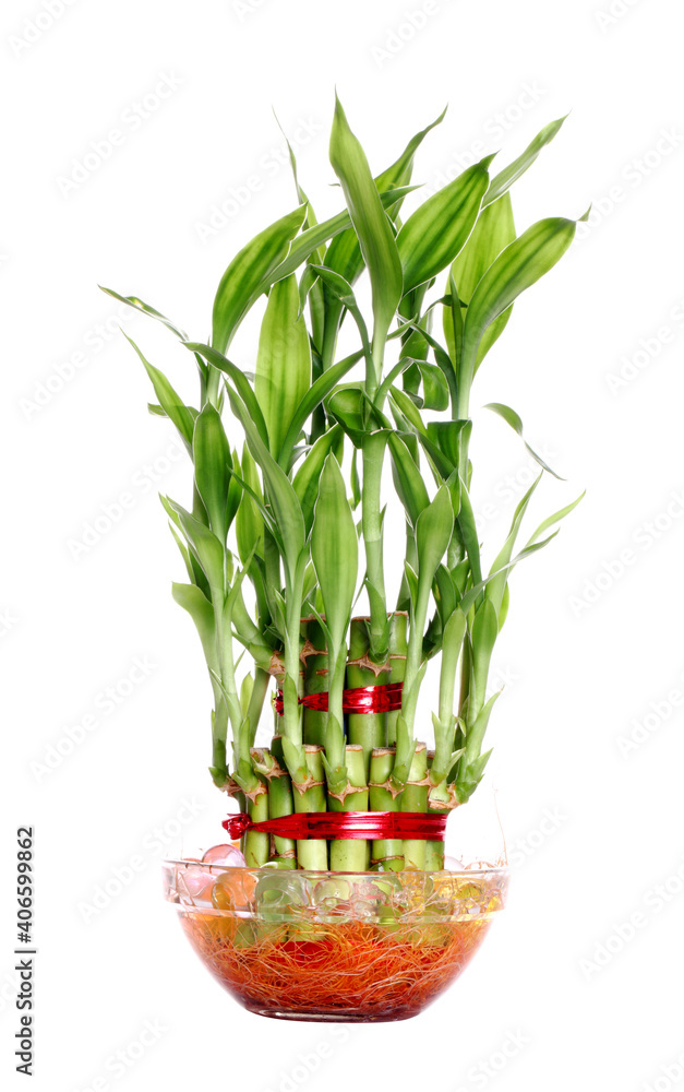 lucky bamboo plant isolated on a white background lucky bamboo plant isolated on a white background