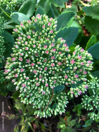  beautiful spring flowers bloom violently, dissolving beautiful buds with delicate carved petals and green leaves.