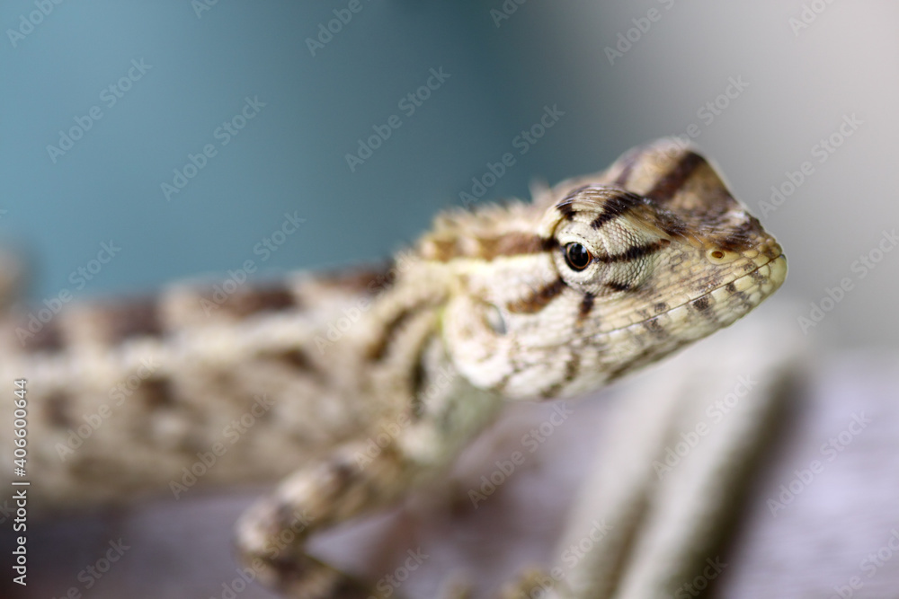 close up of a lizard close up of a lizard