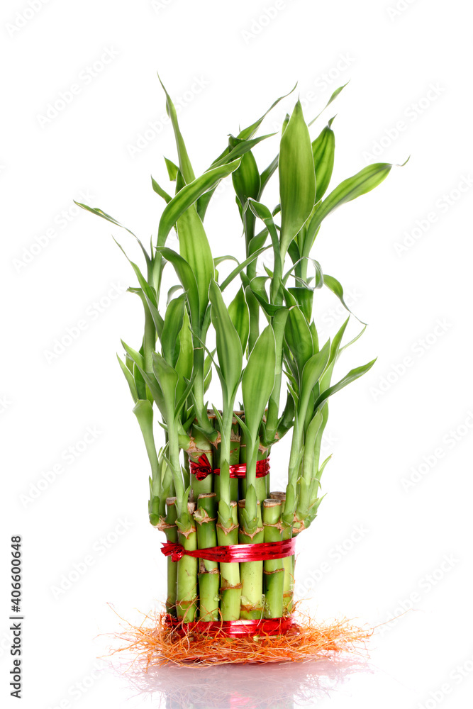 Obraz premium lucky bamboo plant isolated on a white background