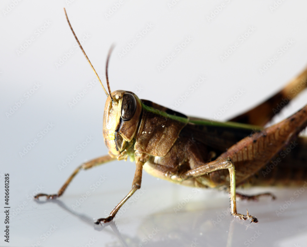 Grasshopper on white background. Grasshopper on white background.