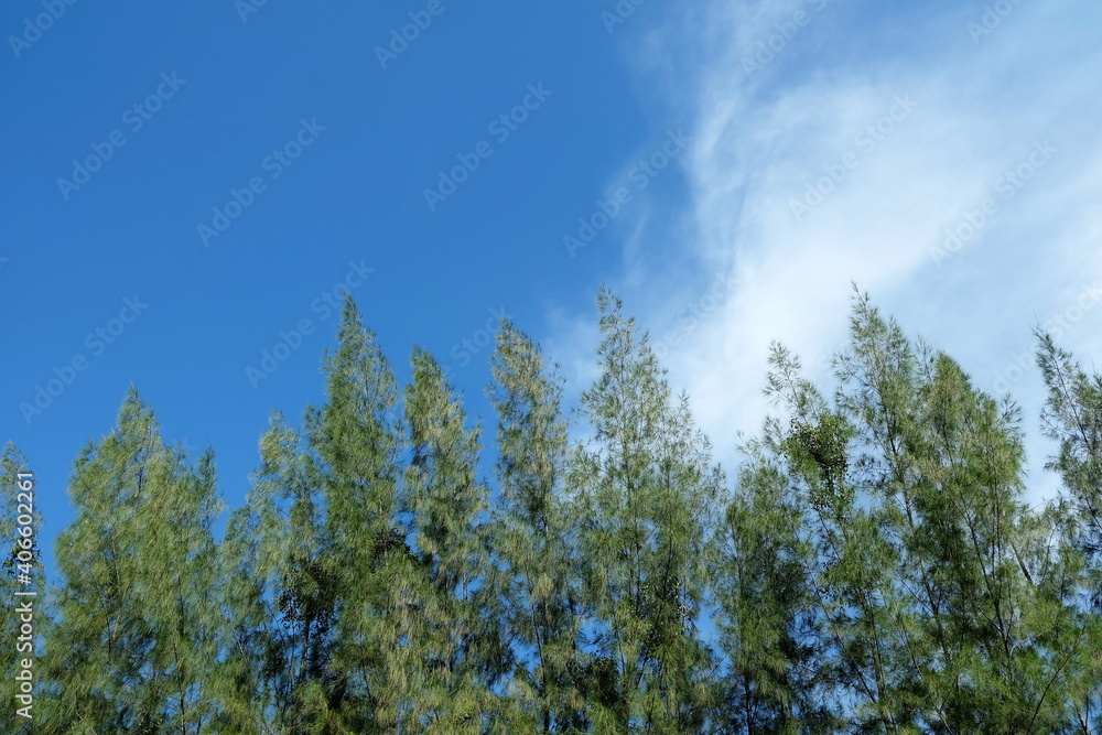 Pine Trees with White Cloud and Blue Sky Background.