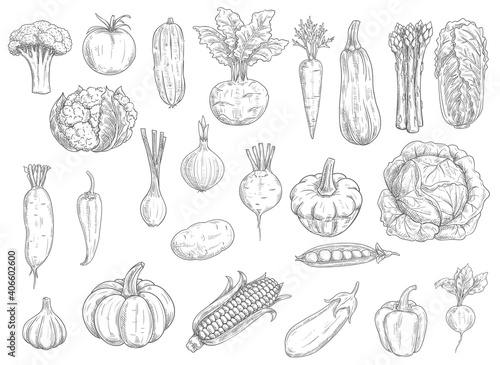 Farm vegetables vector sketches. Cauliflower, tomato and broccoli, bell pepper and beet, radish and bean, corn and garlic, asparagus, zucchini and pumpkin, carrot and cabbage isolated vegetables icons