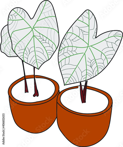 Caladium in ceramic flowerpot. Houseplant isolated. Trendy hugge style, urban decor. Hand drawn sketch, naive art. Print, poster, banner, wallpaper. Logo, label. Green, pink, yellow pastel colors.