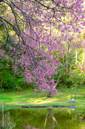 Fototapeta Naklejka Na Ścianę i Meble -  Pink flower blooming of Prunus cerasoides or Wild Himalayan Cherry