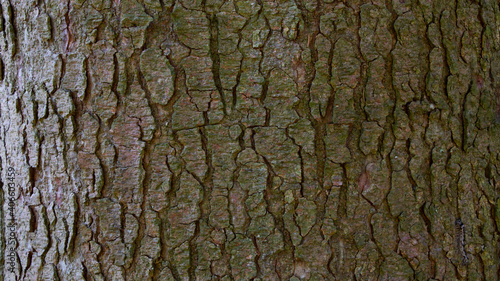 Tree bark texture of Picea abies or European spruce with beautiful rough pattern