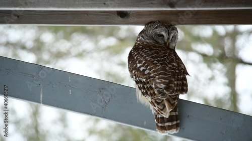 Barred owl perched on a beam 